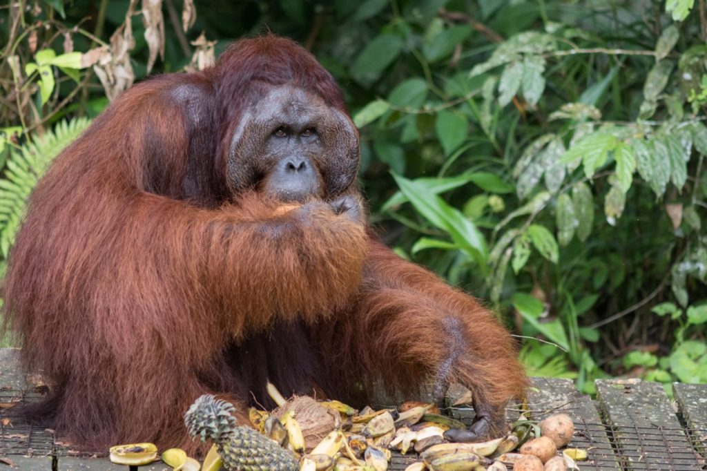 Orangutaní samček v Semenggoh Wildlife Rehabilitation Center