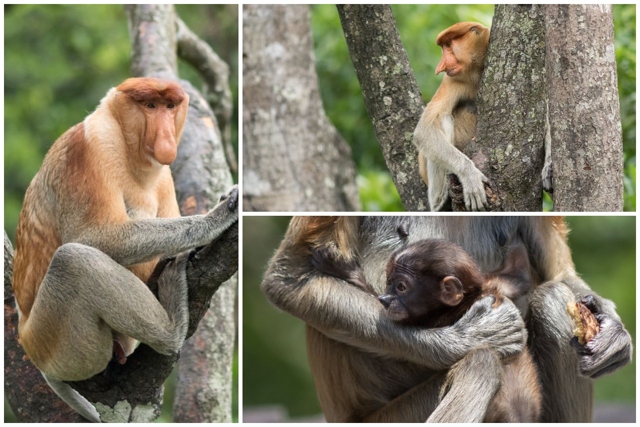 Labuk Bay Proboscis Monkey Sanctuary