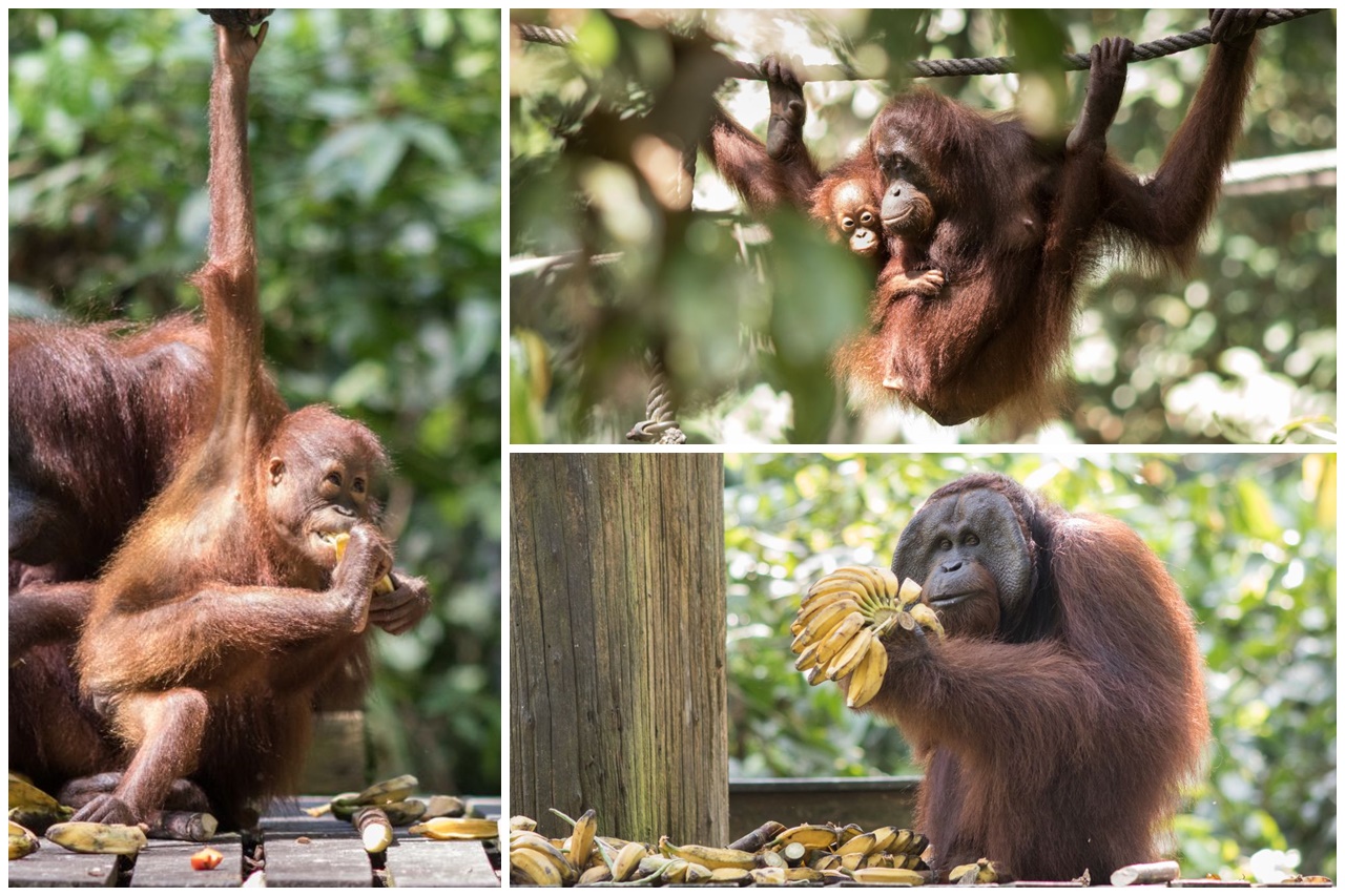 Orangutany v Sepilok Orangutan Rehabilitation Centre