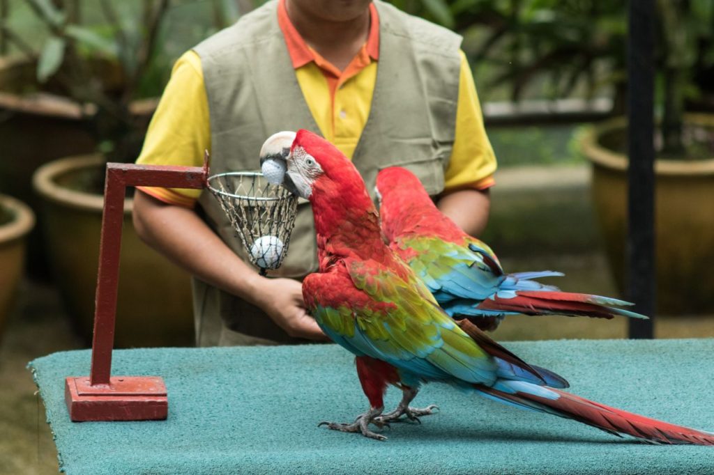 Papagáj hrajúci basketbal počas Bird show v KL Bird park, Kuala Lumpur, Malajzia