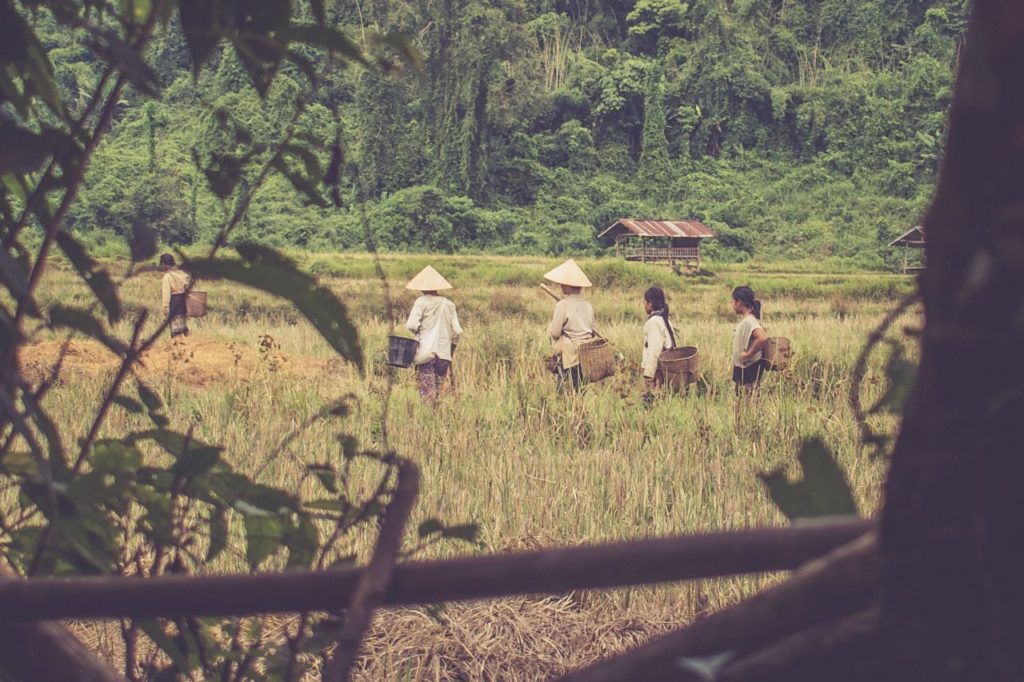 Laosania v ryžových poliach neďaleko dedinky Vang Vieng