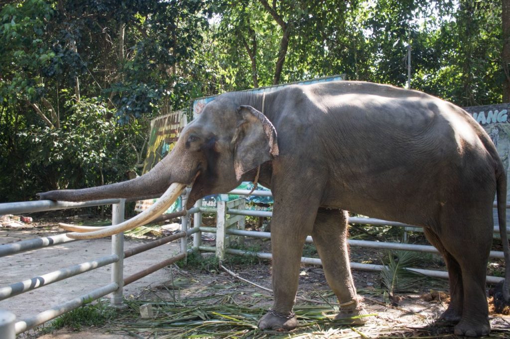 Kŕmenie slonov na Koh Samui, Thajsko