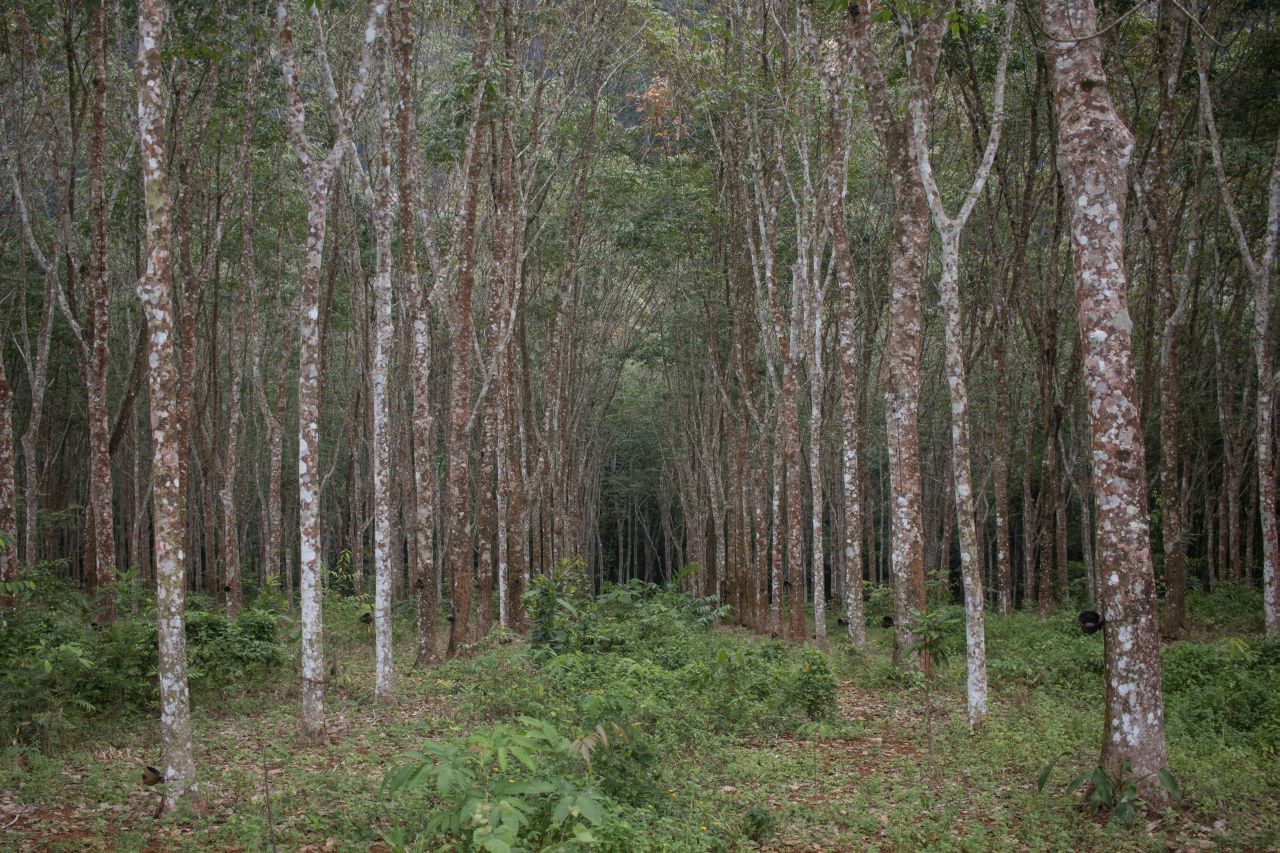 Kaučukové lesy v Thajsku sú zdrojom kaučuku pre celosvetový gumárenský priemysel