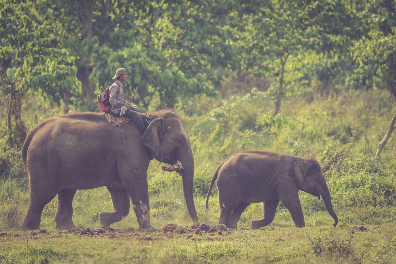 Slonie safari v Národnom parku Chitwan, Nepál