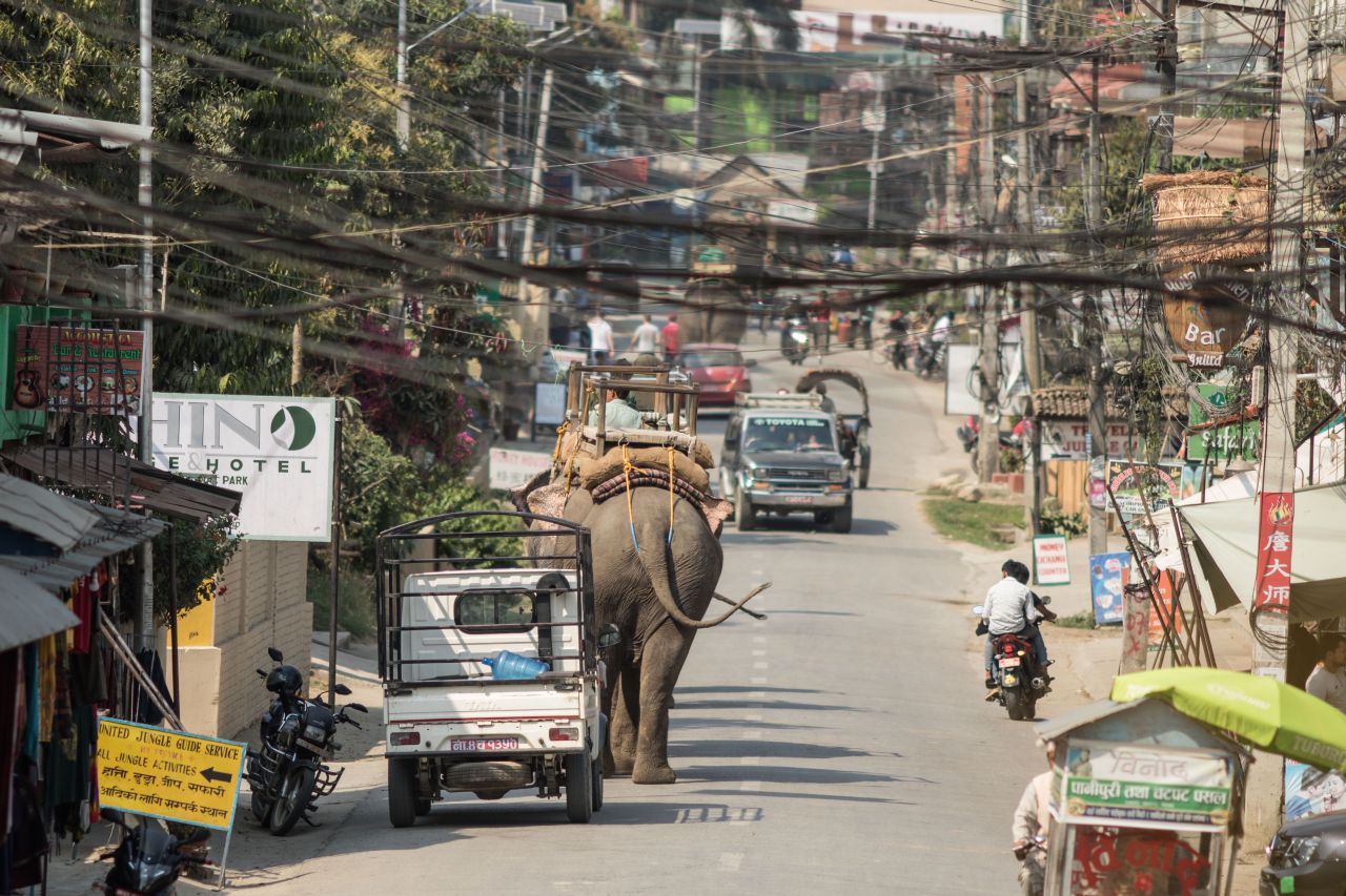 Slony na ulici v Saurahe, safari v Národnom parku Chitwan, Nepál