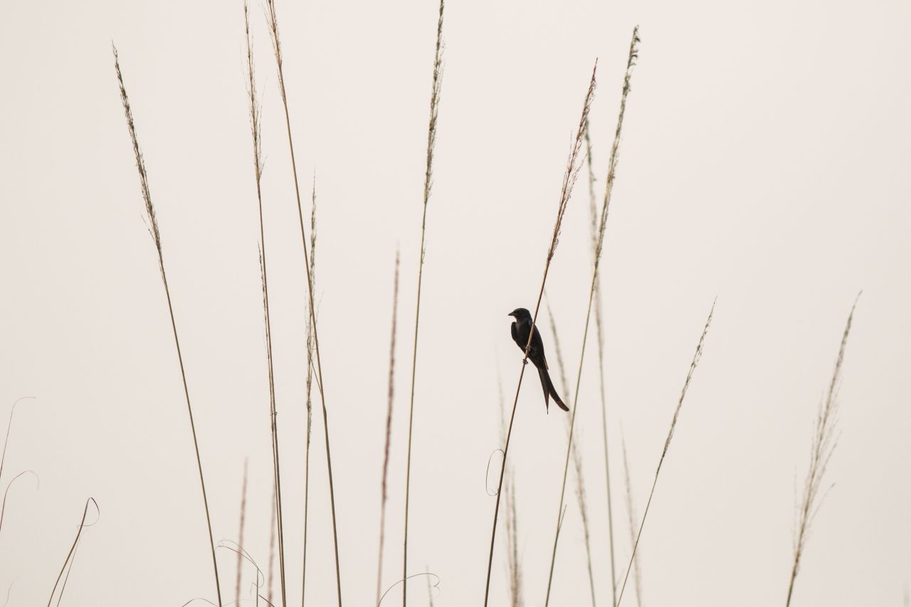 Vtáctvo národného parku Chitwan
