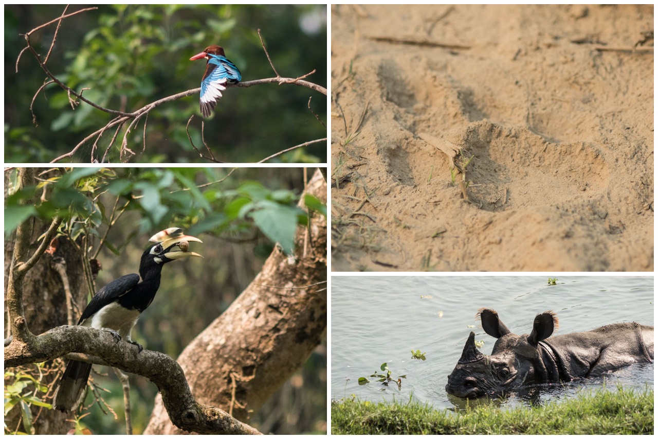 Jungle walk tour, Chitwan, zvieratá