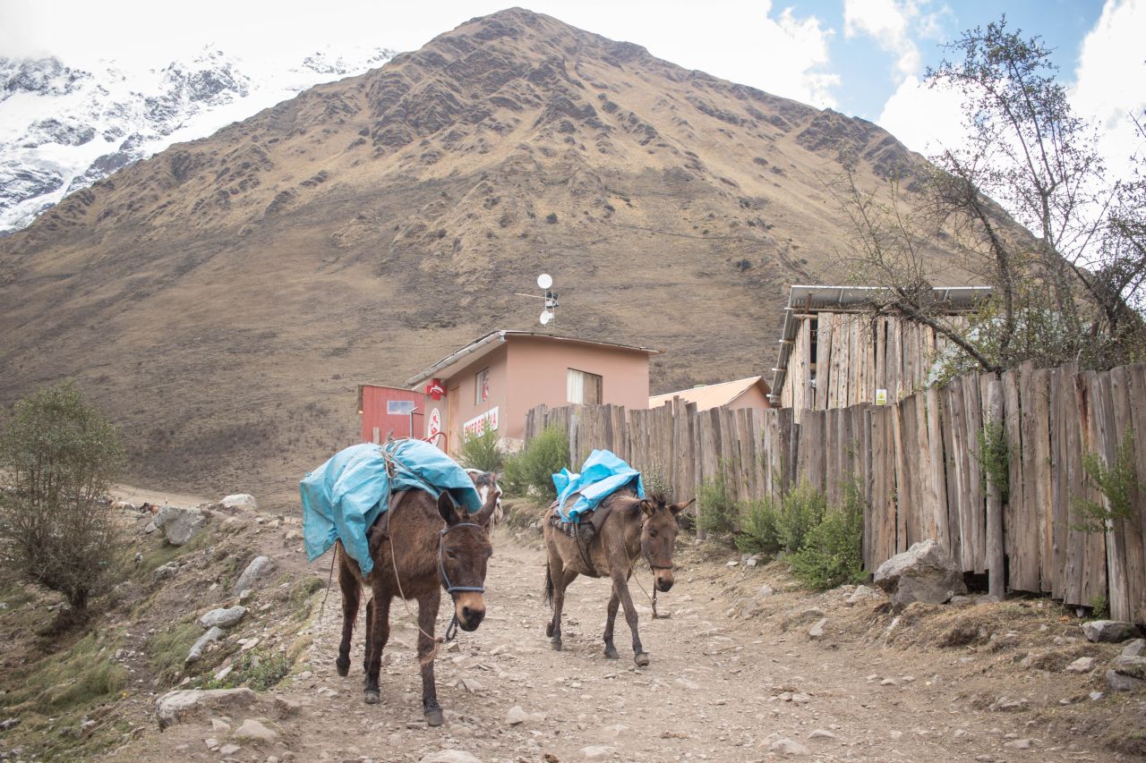 Na vynášku v Andách slúžia oslíky, rovnako ako aj na Kaukaze
