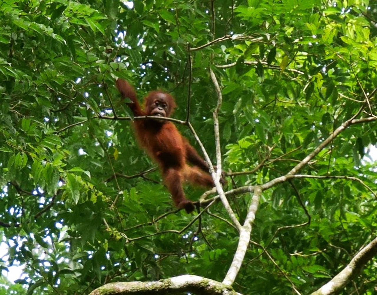 Cesta okolo sveta - Indonézia, džungla, orangutany, Vianoce