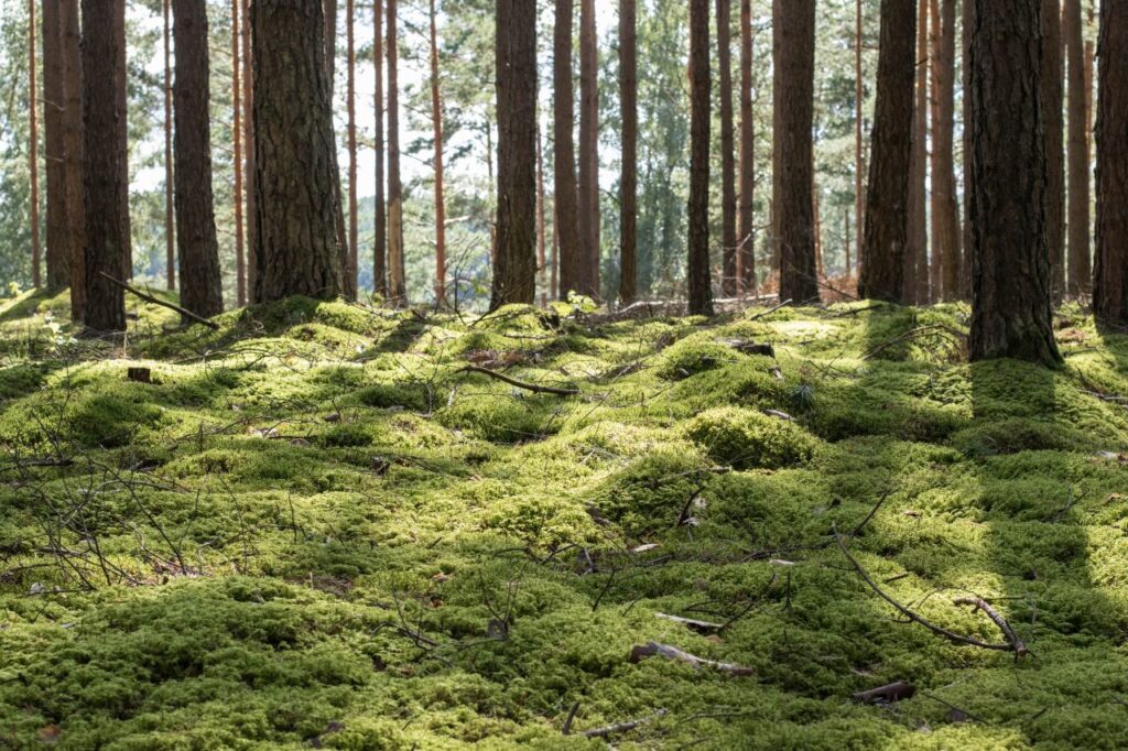 Litovské lesy s machom, Pobaltie