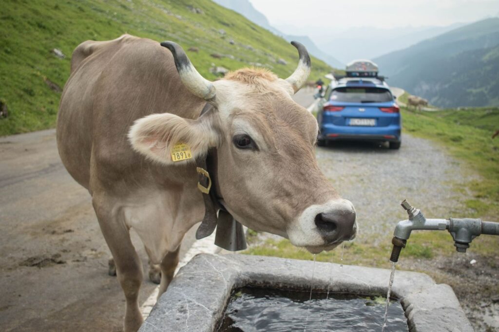 Kravičky v švajčiarskom horskom priesmyku Klausenpass, Švajčiarsko, roadtrip itinerár