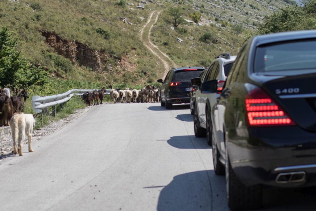 Stádo kôz na albánskych cestách. Ako sa šoféruje v Albánsku?